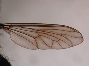 Andrenosoma albibarbe - Wing