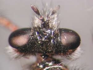 Andrenosoma albibarbe - head - dorsal