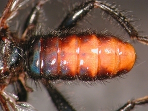 Andrenosoma albibarbe - Abdomen - dorsal