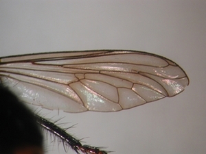 Andrenosoma albibarbe - Flügel