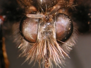 Laphria ephippium - Kopf - frontal