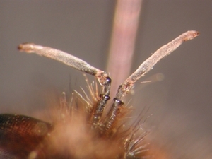 Laphria ephippium - Antenne