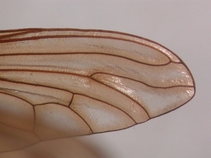 Laphria ephippium - Flügel