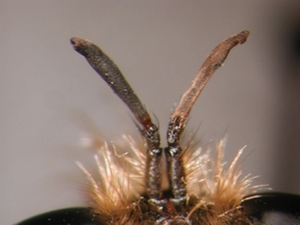 Laphria gibbosa - Antenne