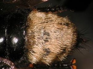 Laphria gibbosa - Abdomen - dorsal