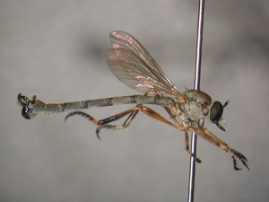 L. cylindrica - Männchen - lateral