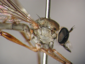 L. cylindrica - male, Thorax - lateral