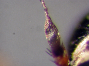 L. cylindrica - Postpedicel