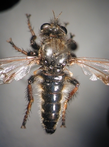 Cyrtopogon maculipennis - dorsal