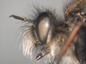 Cyrtopogon maculipennis - Kopf - lateral