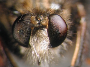 Cyrtopogon maculipennis - Kopf - frontal