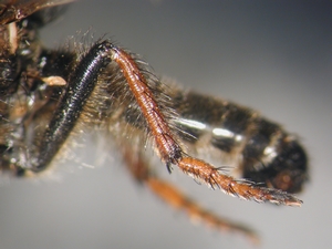 Fig. 3: Cyrtopogon maculipennis: hind leg