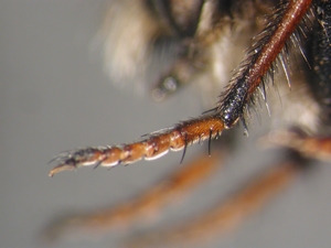 Fig. 6: Cyrtopogon maculipennis: Vordertarsen
