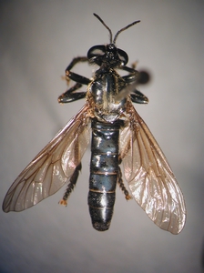 Dioctria atricapilla - female