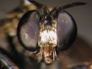 Dioctria atricapilla - Kopf - frontal