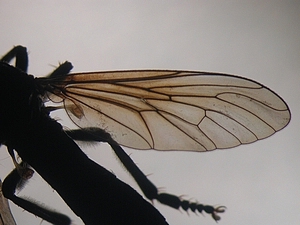 Dioctria atricapilla - Wing