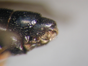 Dioctria atricapilla - Ovipositor
