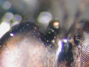 Dioctria atricapilla - dorsaler Augenwinkel