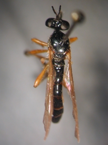 Dioctria bicincta - female