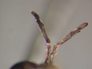 Dioctria bicincta - Antenne