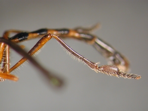 Dioctria bicincta - Hind leg