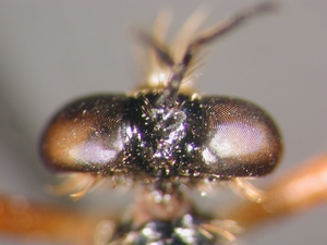 Dioctria cothurnata - head - dorsal
