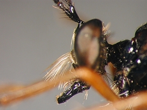 Dioctria cothurnata - head - lateral