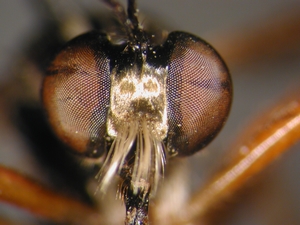 Dioctria cothurnata - head - frontal