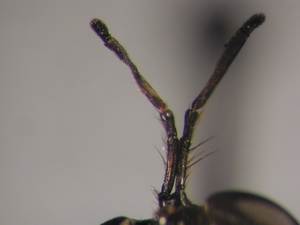 Dioctria cothurnata - Antenne