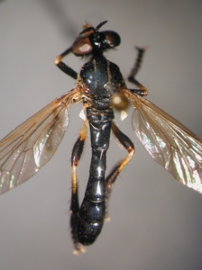 Dioctria cothurnata - male