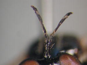 Dioctria cothurnata - Antenne
