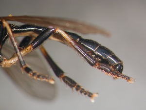 Dioctria cothurnata - Männchen