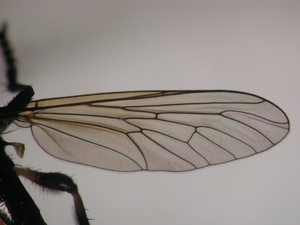 Dioctria cothurnata - Flügel
