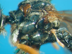 Dioctria flavipennis - Thorax - lateral - spec. aff. 2