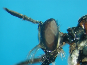 Dioctria flavipennis - head - lateral - spec. aff. 2
