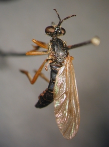 Dioctria flavipennis - dorsal
