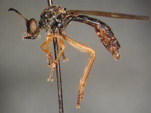 Dioctria flavipennis - lateral