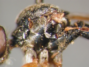 Dioctria flavipennis - Thorax - lateral