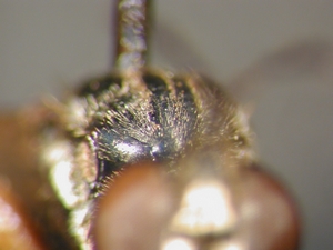 Dioctria flavipennis - Scutum - frontal