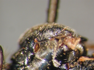 Dioctria flavipennis - Scutum - lateral