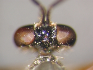 Dioctria flavipennis - Kopf - dorsal