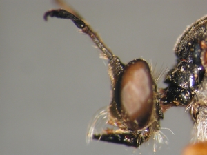 Dioctria flavipennis - head - lateral - spec. aff. 1