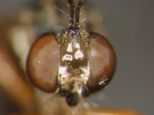 Dioctria flavipennis - head - frontal