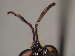 Dioctria flavipennis - female