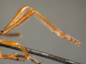 Dioctria flavipennis - Hind leg