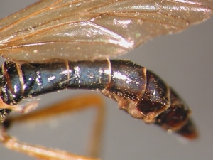 Dioctria flavipennis - Abdomen - dorsolateral