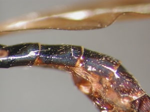 Dioctria flavipennis - Abdomen - lateral