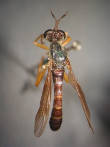 Dioctria flavipennis - dorsal