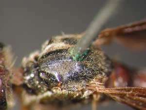 Dioctria flavipennis - Thorax - dorsal