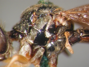 Dioctria flavipennis - Thorax - lateral - spec. aff. 1